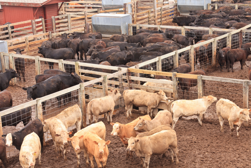 The Legacy of the Oklahoma National Stockyards | Stockyards